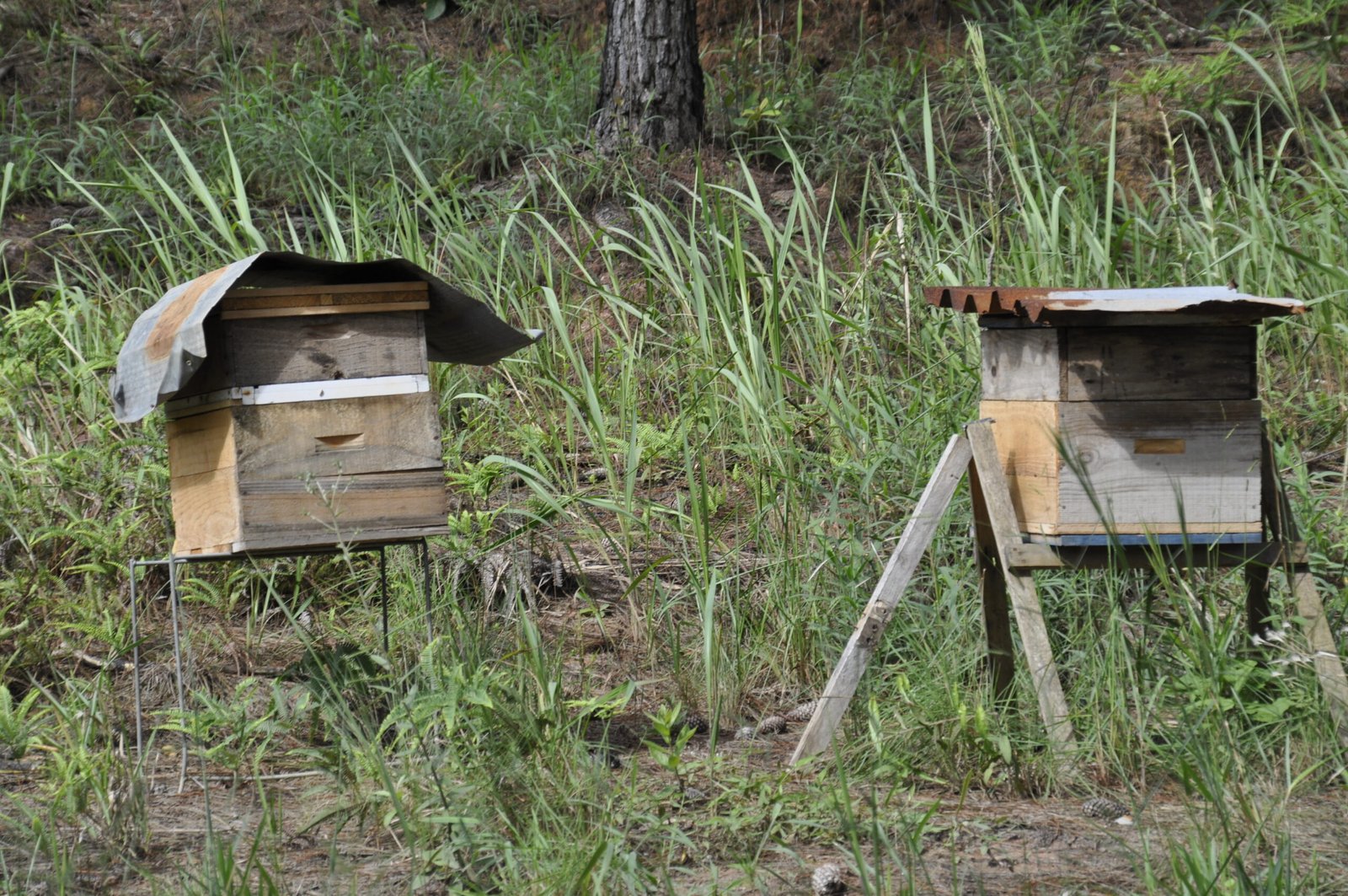 Engelmann Teste ELEMENTOS 